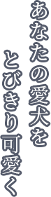 あなたの愛犬をもっと可愛くもっと笑顔に